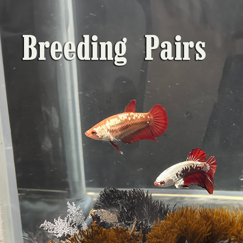 Betta Fish Breeding Pairs for Sale – Lone Star Bettas