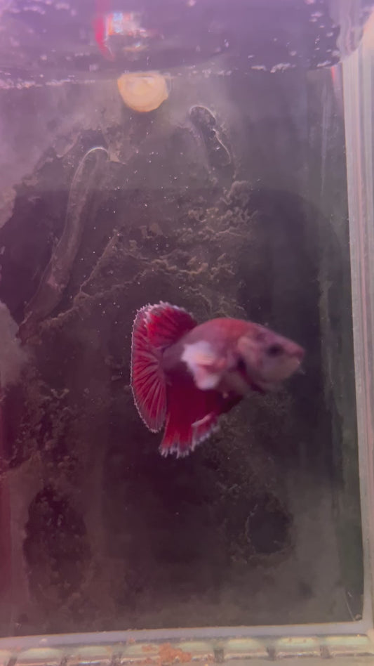 Dumbo lavender betta male (b4)