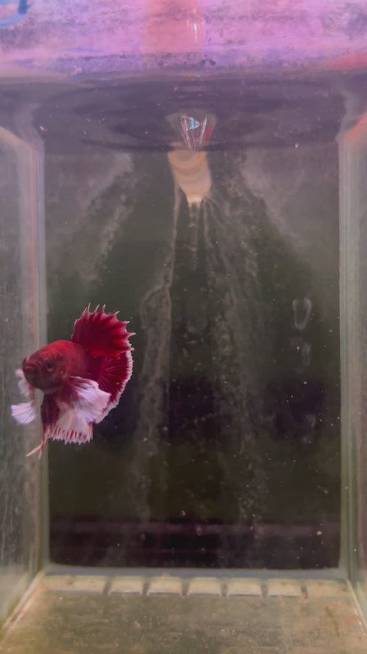 Dumbo lavender Betta male (b3)