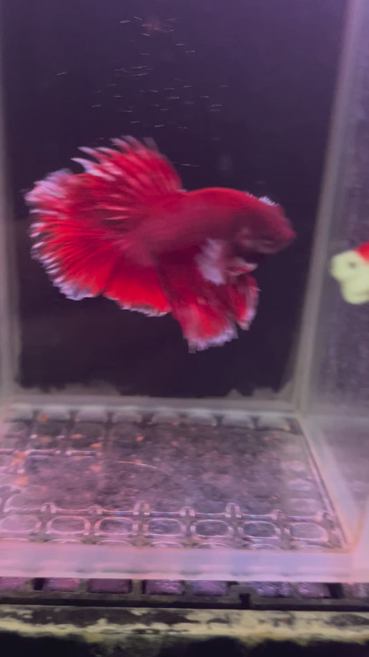 Lavender dumbo betta male (b26)