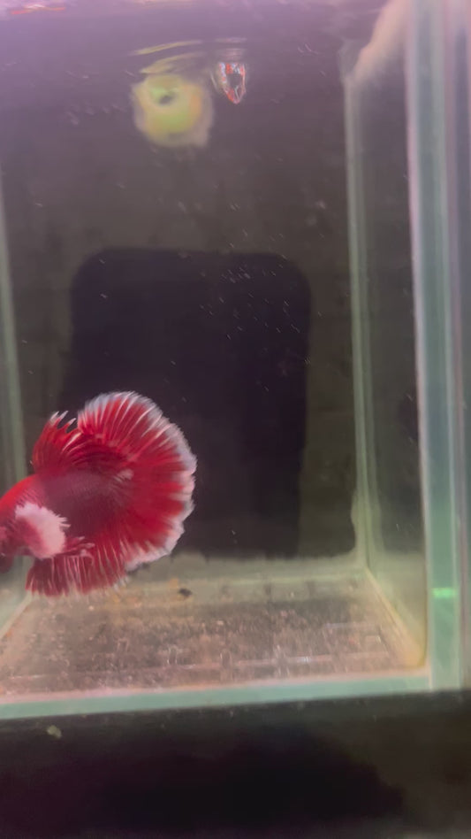 Lavender dumbo betta male (b7)