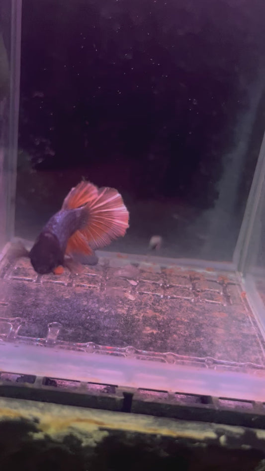 Bi color copper Betta female (b30)