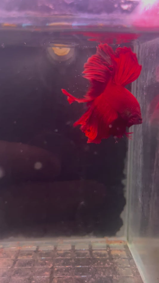 Super red betta male (b20)