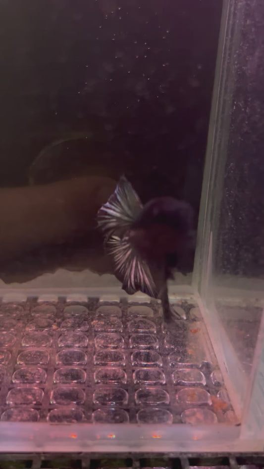 Bi color copper Betta male (b25)