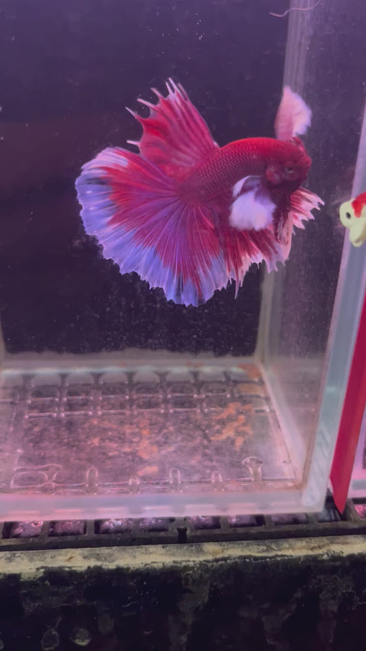 Dumbo lavender betta male (b27)