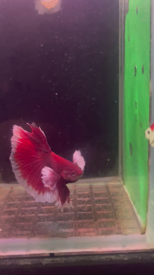 Dumbo lavender betta male (b22)