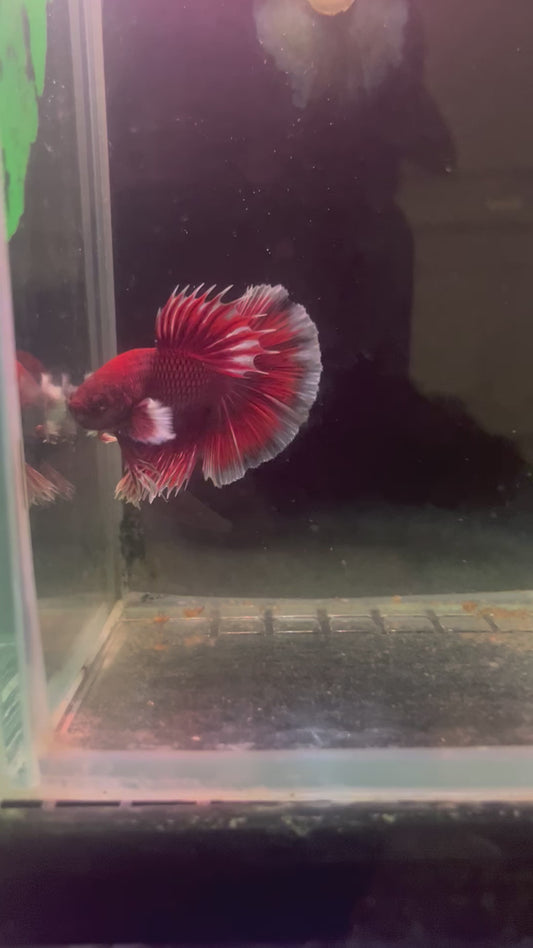 Lavender dumbo betta male (b16)