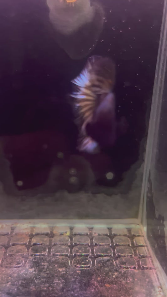 Bi color copper betta male (b31)