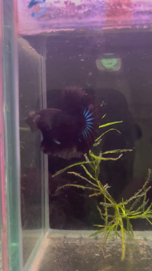 Black halfmoon betta male (b5)