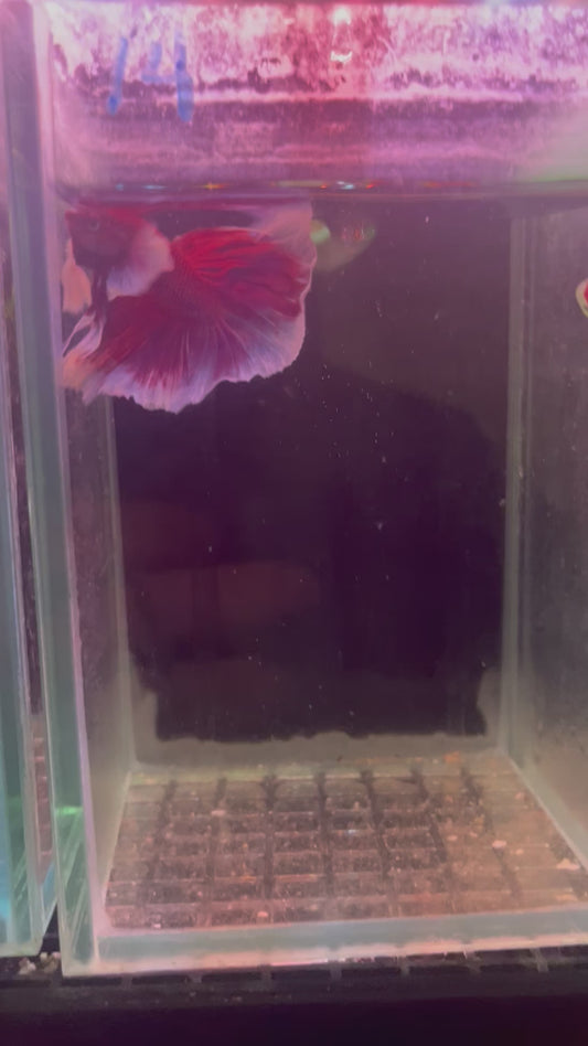 Lavender dumbo betta male (b14)