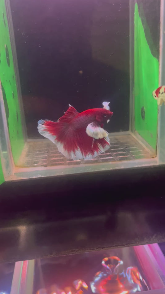 Lavender dumbo Betta male (b15)