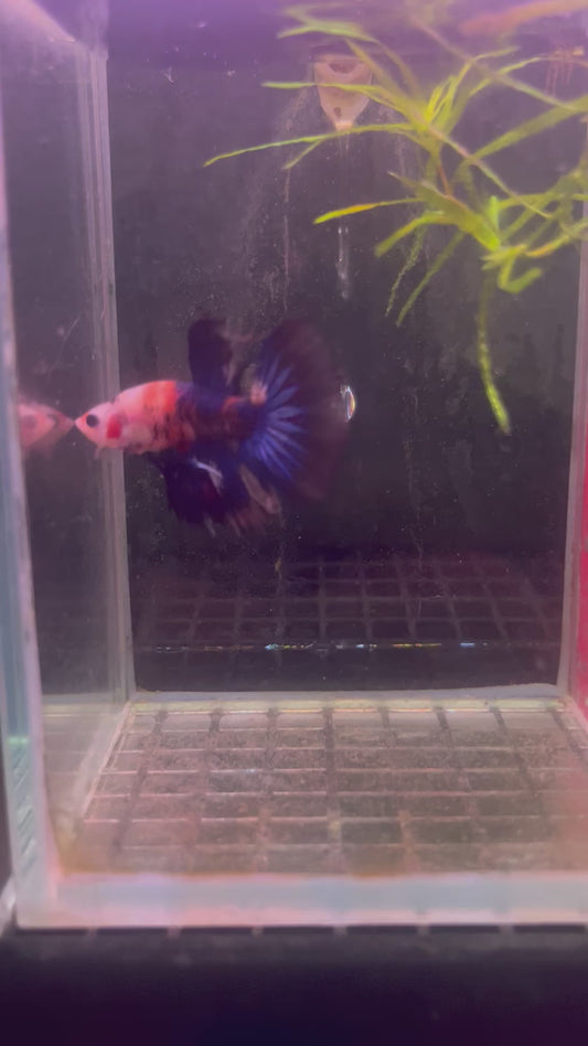 Koi halfmoon male betta (b12)