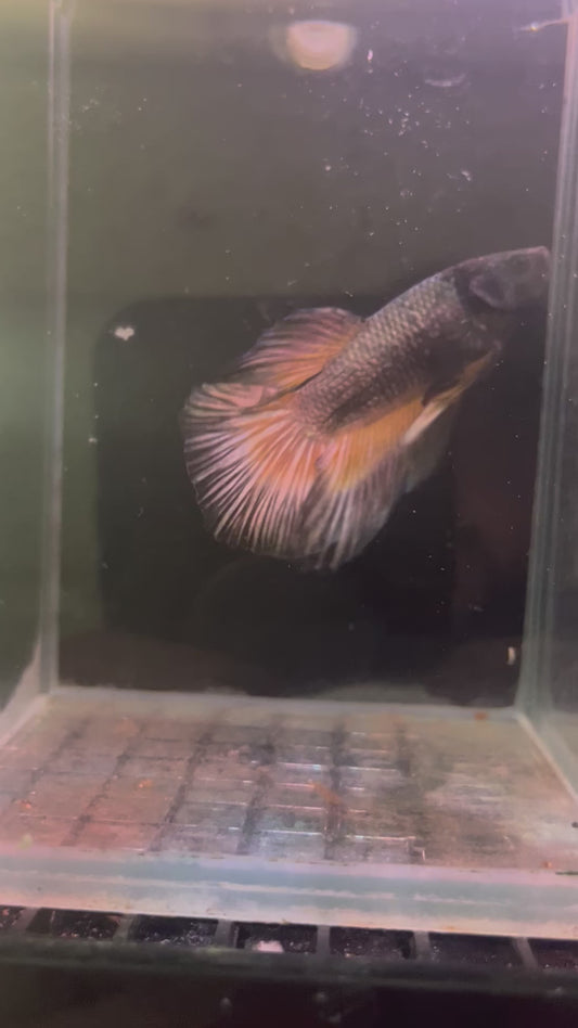 Bi color copper betta male (B1)