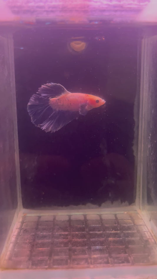 50% giant blue marble betta male (b11)