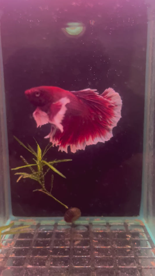 Lavender dumbo betta male (b13)